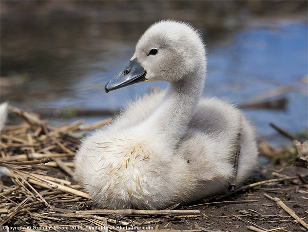 Cygnet Picture Board by Graham Moore