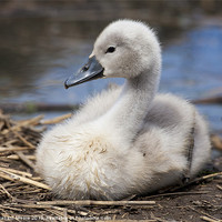 Buy canvas prints of Cygnet by Graham Moore