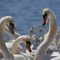 Buy canvas prints of Three swans by Graham Moore