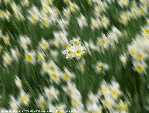 Daffodils Picture Board by Graham Moore