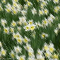 Buy canvas prints of Daffodils by Graham Moore