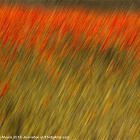 Buy canvas prints of Poppies by Graham Moore
