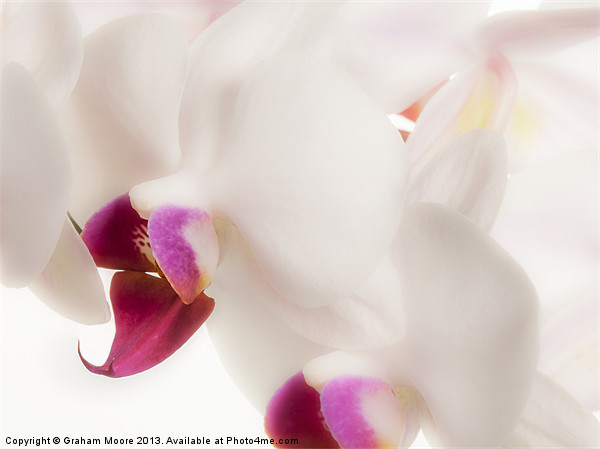White orchid Picture Board by Graham Moore