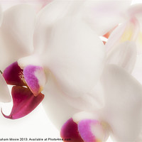 Buy canvas prints of White orchid by Graham Moore