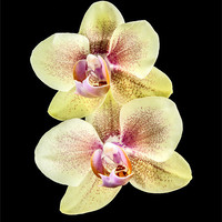 Buy canvas prints of Yellow orchid by Graham Moore
