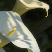Buy canvas prints of Arum lily by Graham Moore