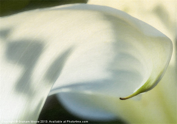 Arum lily Picture Board by Graham Moore