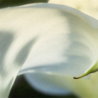 Buy canvas prints of Arum lily by Graham Moore