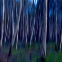 Buy canvas prints of Trees by Graham Moore