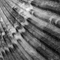 Buy canvas prints of Scallop shell by Graham Moore