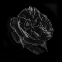 Buy canvas prints of Black Rose by Graham Moore