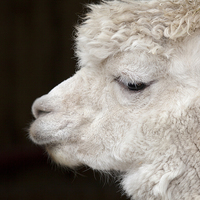 Buy canvas prints of White Alpaca by Graham Moore