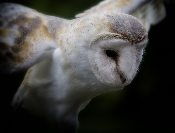 Barn Owl Picture Board by Graham Moore