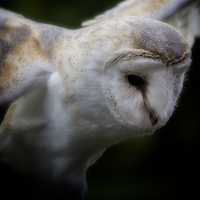 Buy canvas prints of Barn Owl by Graham Moore