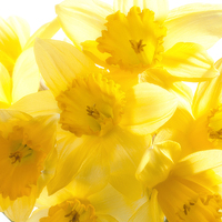 Buy canvas prints of Daffodils by Graham Moore