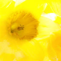 Buy canvas prints of Daffodil by Graham Moore
