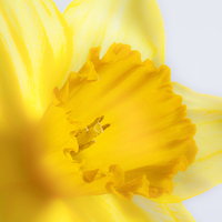 Buy canvas prints of Daffodil flower by Graham Moore