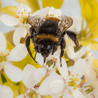 Buy canvas prints of Bumblebee by Graham Moore