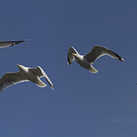 Buy canvas prints of Gulls by Graham Moore