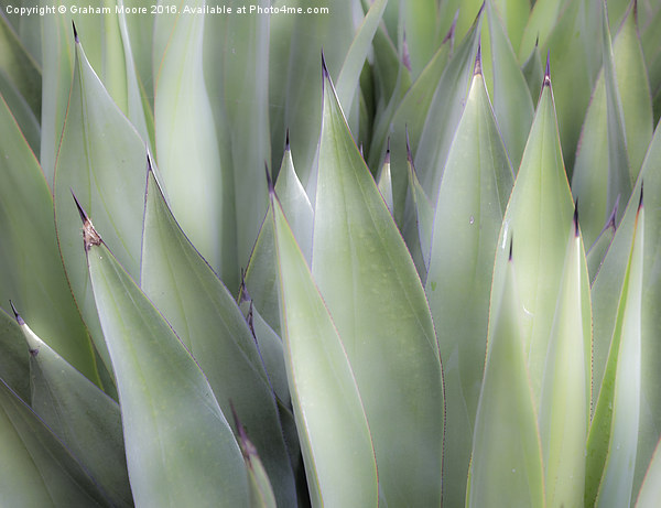 Agave Picture Board by Graham Moore