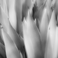 Buy canvas prints of Agave by Graham Moore