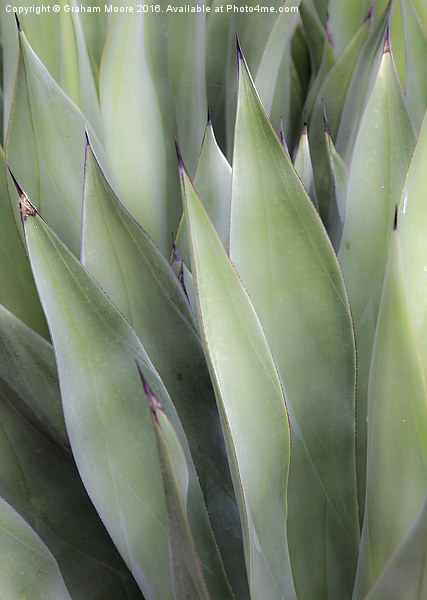 Agave Picture Board by Graham Moore