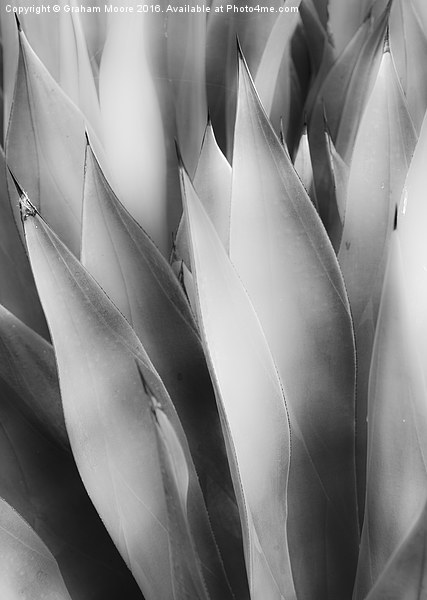 Agave Picture Board by Graham Moore