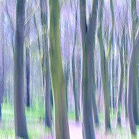 Buy canvas prints of Trees by Graham Moore
