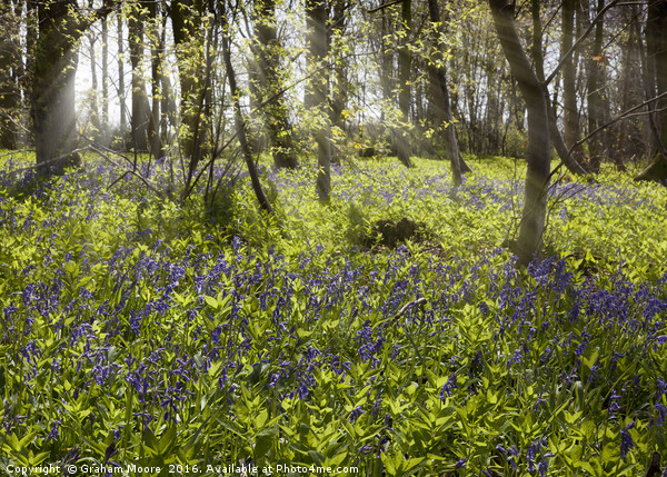 Bluebell wood Picture Board by Graham Moore