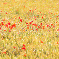 Buy canvas prints of Poppy field abstract by Graham Moore