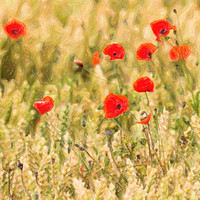 Buy canvas prints of Group of Poppies abstract by Graham Moore