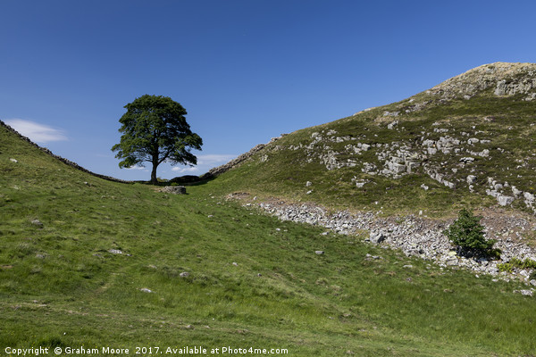 Sycamore Gap Picture Board by Graham Moore