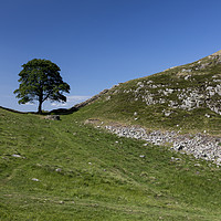 Buy canvas prints of Sycamore Gap by Graham Moore