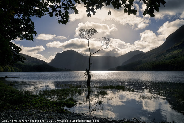 Buttermere tree Picture Board by Graham Moore