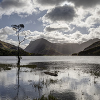 Buy canvas prints of Buttermere tree by Graham Moore