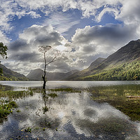 Buy canvas prints of Buttermere tree by Graham Moore
