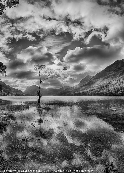 Buttermere tree Picture Board by Graham Moore