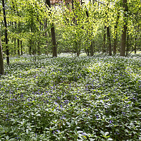 Buy canvas prints of Wild Garlic and Bluebells by Graham Moore