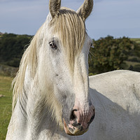 Buy canvas prints of White Horse by Graham Moore