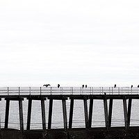 Buy canvas prints of Seabirds on Whitby pier by Graham Moore