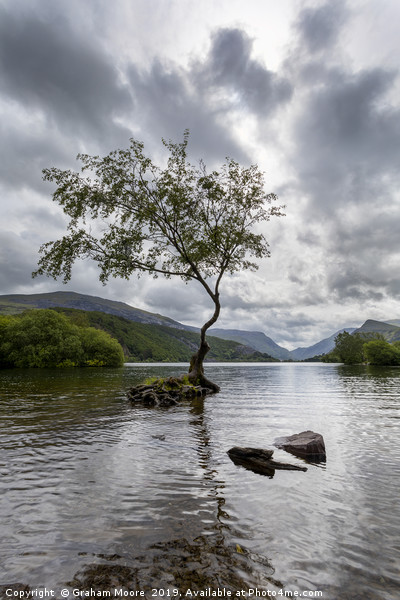 Lone Tree Llanberis  Picture Board by Graham Moore