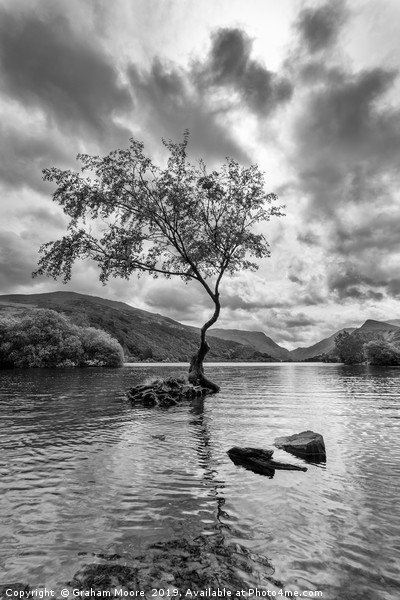 Lone Tree Llanberis  Picture Board by Graham Moore