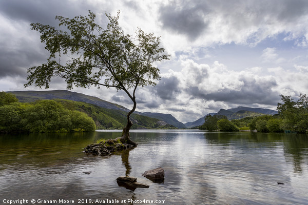 Lone Tree Llanberis Picture Board by Graham Moore