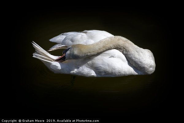Swan grooming itself Picture Board by Graham Moore
