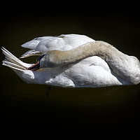 Buy canvas prints of Swan grooming itself by Graham Moore