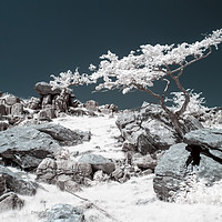Buy canvas prints of Lone tree in infrared by Graham Moore