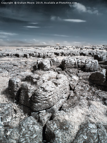 Limestone pavement and lone tree infrared Picture Board by Graham Moore