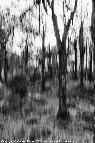 Motion blur trees abstract monochrome Picture Board by Graham Moore
