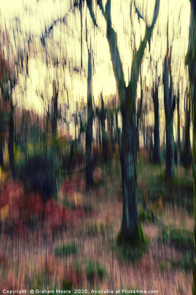 Motion blur trees abstract Picture Board by Graham Moore