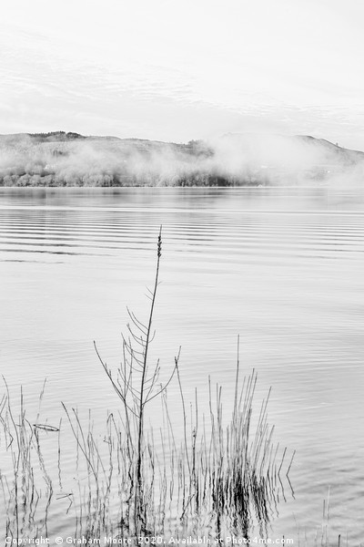Lake Windermere reeds monochrome Picture Board by Graham Moore